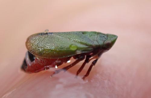 Tettigometra virescens